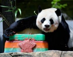 Colorful Birthday Cake for Panda.JPG