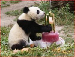 Special bamboo birthday cake for Panda.jpg