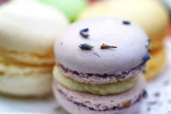 macarons.jpg