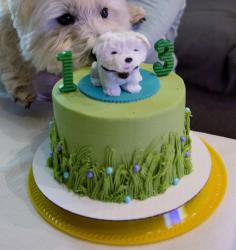 Dog Birthday Cakes Pictures Gallery
