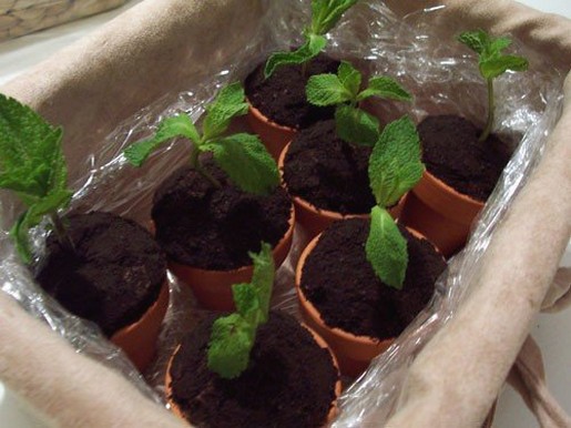 Chocolate cake potted plants.jpg